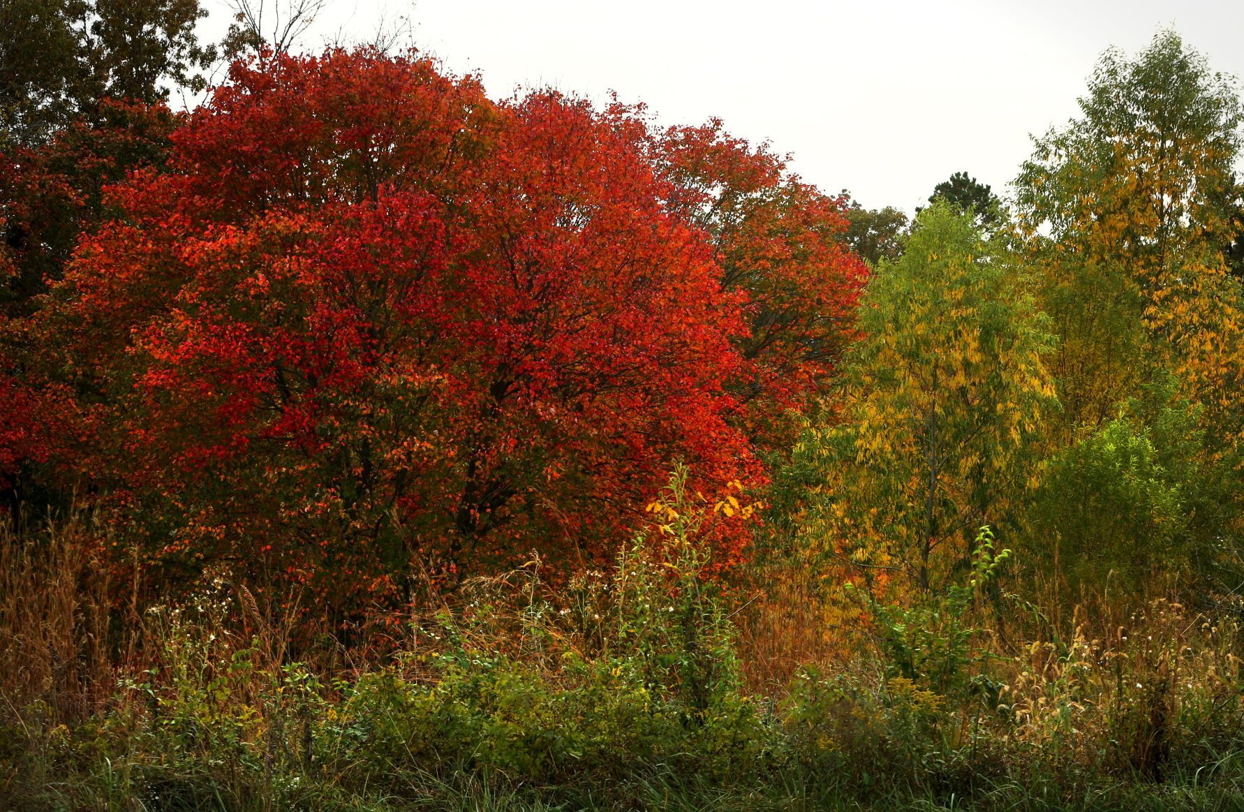 Fall colors make an appearance at Shaw Nature Reserve